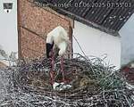 Capi_Dubne_20250601_075503.jpg