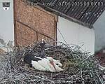 Capi_Dubne_20250601_080003.jpg