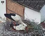 Capi_Dubne_20250601_080504.jpg