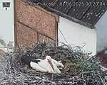 Capi_Dubne_20250601_082004.jpg