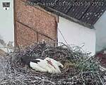 Capi_Dubne_20250601_082503.jpg