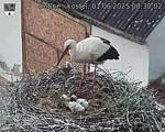 Capi_Dubne_20250601_083002.jpg