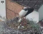 Capi_Dubne_20250601_083502.jpg