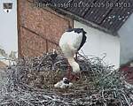 Capi_Dubne_20250601_084503.jpg