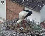 Capi_Dubne_20250601_085003.jpg