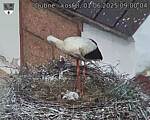 Capi_Dubne_20250601_090004.jpg