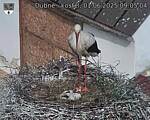 Capi_Dubne_20250601_090504.jpg