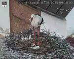 Capi_Dubne_20250601_091003.jpg