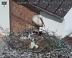 Capi_Dubne_20250601_092004.jpg