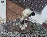 Capi_Dubne_20250601_092503.jpg