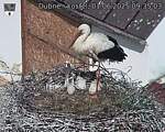 Capi_Dubne_20250601_093503.jpg