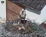 Capi_Dubne_20250601_094002.jpg