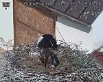 Capi_Dubne_20250601_094504.jpg