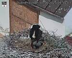 Capi_Dubne_20250601_095003.jpg