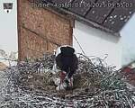 Capi_Dubne_20250601_095503.jpg
