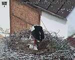 Capi_Dubne_20250601_101503.jpg