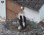 Capi_Dubne_20250601_102004.jpg