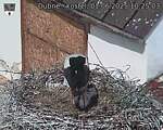 Capi_Dubne_20250601_102503.jpg