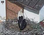 Capi_Dubne_20250601_103003.jpg