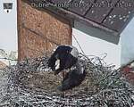 Capi_Dubne_20250601_103504.jpg