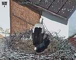 Capi_Dubne_20250601_104003.jpg