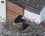 Capi_Dubne_20250601_104503.jpg
