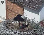 Capi_Dubne_20250601_105503.jpg