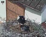 Capi_Dubne_20250601_111002.jpg