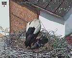 Capi_Dubne_20250601_111503.jpg