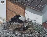 Capi_Dubne_20250601_112503.jpg
