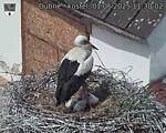 Capi_Dubne_20250601_113002.jpg