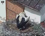 Capi_Dubne_20250601_113502.jpg