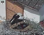 Capi_Dubne_20250601_114004.jpg