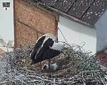 Capi_Dubne_20250601_114502.jpg