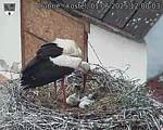 Capi_Dubne_20250601_120003.jpg