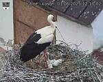 Capi_Dubne_20250601_121002.jpg