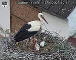 Capi_Dubne_20250601_121503.jpg