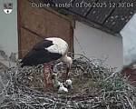 Capi_Dubne_20250601_123004.jpg