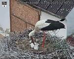 Capi_Dubne_20250601_124003.jpg