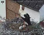 Capi_Dubne_20250601_124502.jpg