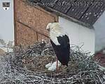 Capi_Dubne_20250601_125003.jpg