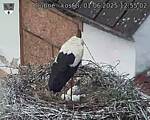 Capi_Dubne_20250601_125502.jpg