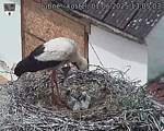 Capi_Dubne_20250601_130503.jpg