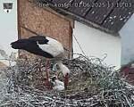 Capi_Dubne_20250601_131003.jpg