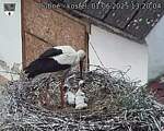 Capi_Dubne_20250601_132004.jpg