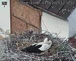 Capi_Dubne_20250601_133002.jpg