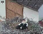 Capi_Dubne_20250601_135003.jpg