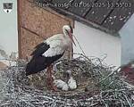 Capi_Dubne_20250601_135503.jpg