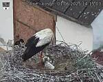 Capi_Dubne_20250601_141503.jpg