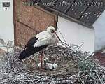 Capi_Dubne_20250601_142503.jpg